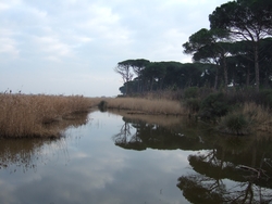 Pineta di Ravenna